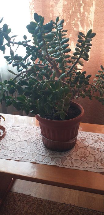 Продам Толстянку,денежное дерево , большой цена 6000т