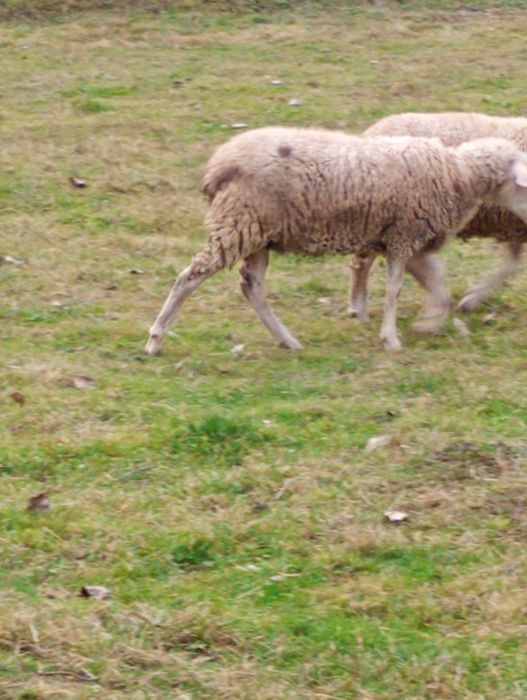 Vând oaie tânără