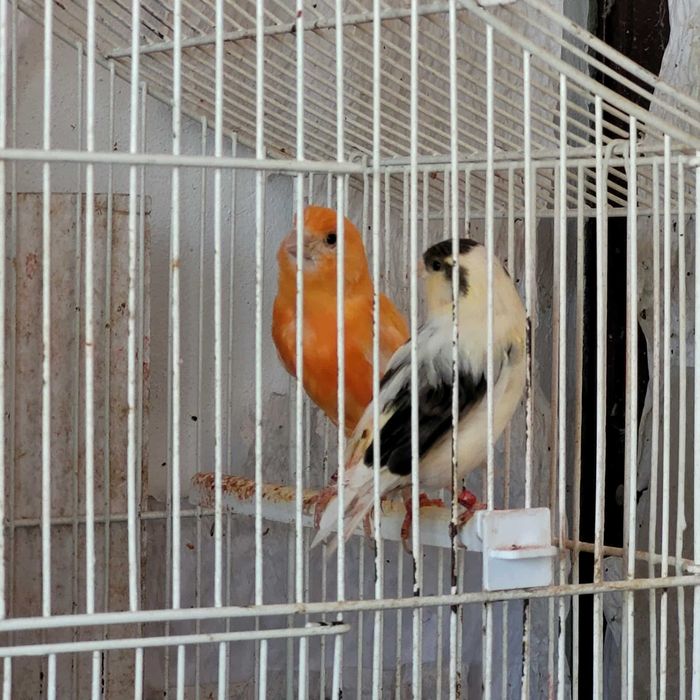 Vand canari cantatori orice culoare