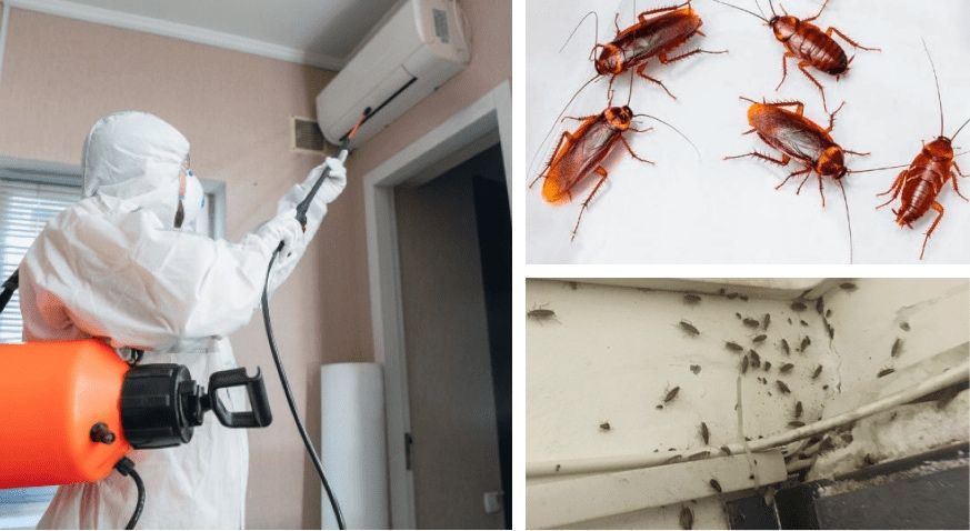 УНИЧТОЖЕНИЕ тараканов клопов блох мышей плесени