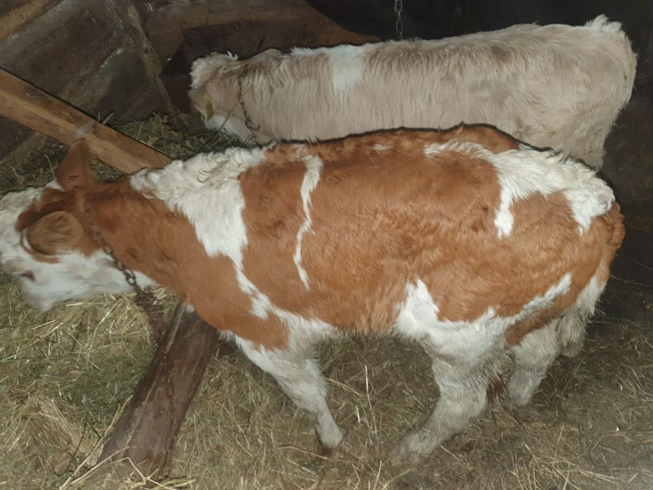 Vand taurasi si vitele