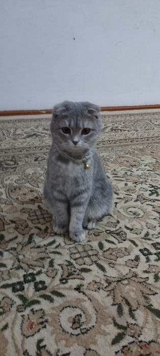 Продам кошку или котенок