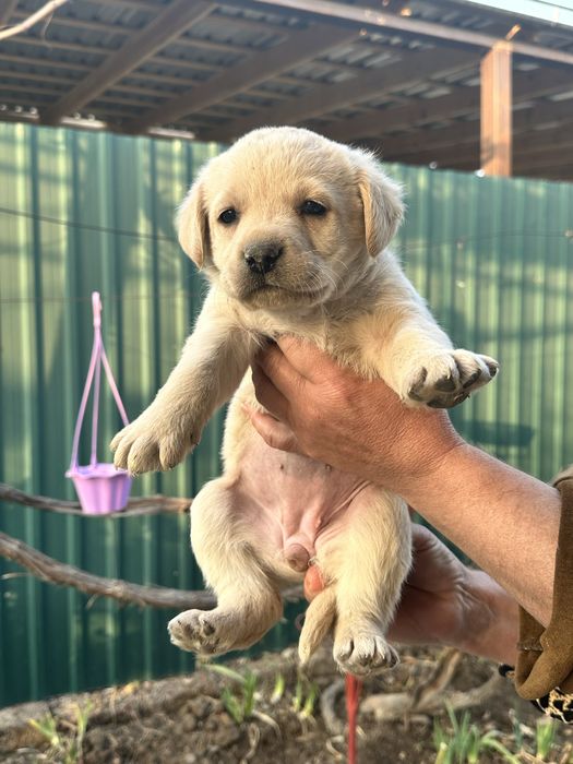 Продаем лабрадоров щенков