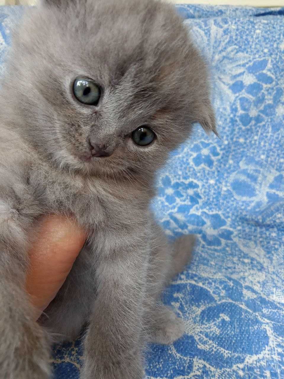 Котята шотландской Вислоухой