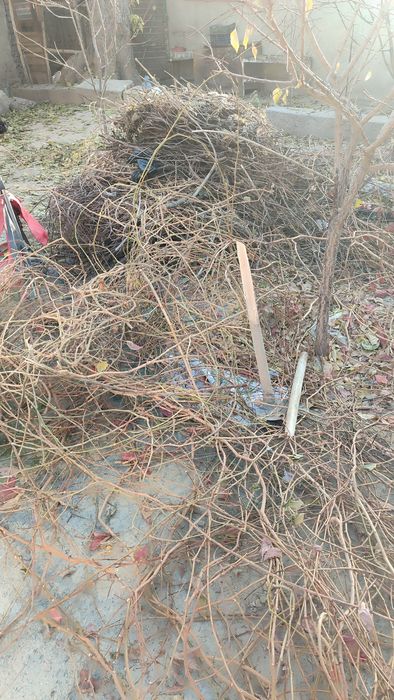 Майда куриган шохчалар  текинга бервораман