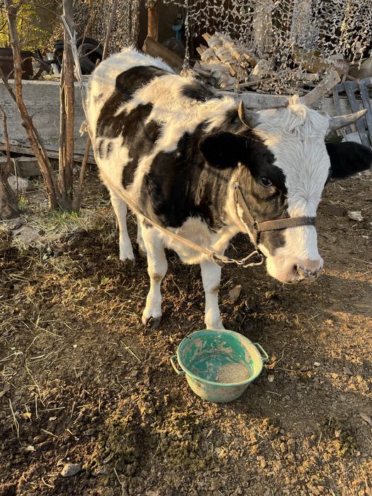 Продам жирную корову . Семиз кунажын