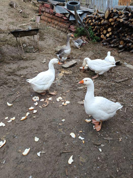 Vînd gâște sau schimb cu puicuțe mixte