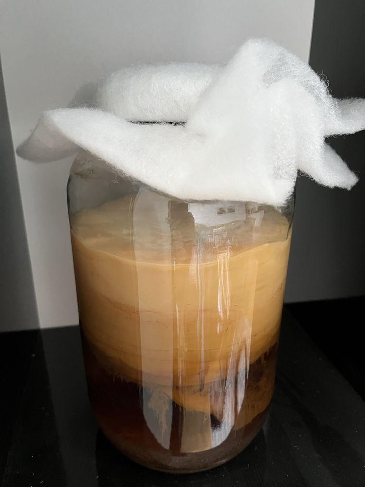 Kombucha scoby + ceai starter