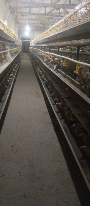 Loman sendi zotli tovuqlar sotiladi