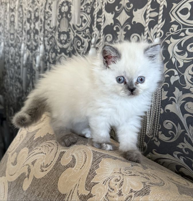 Очаровательный котёнок, 2 месяца, ищет дом