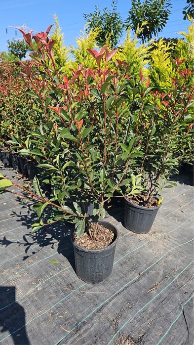 Photinia red robin globulara