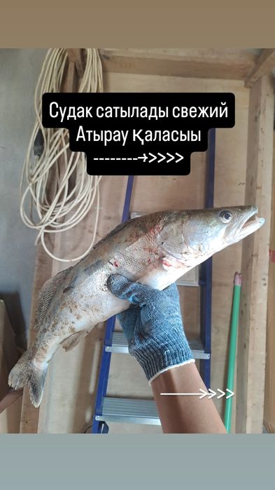 Судак сатылады свежий