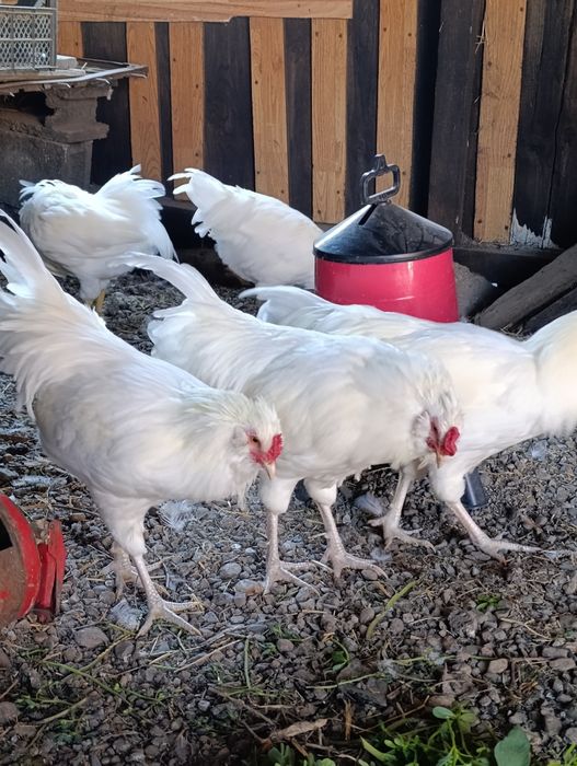 Cocoși  Schijndelaar