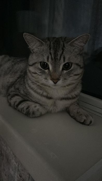 Отдам кота в хорошие руки