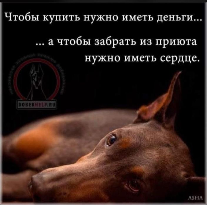 Ждём любящих хозяев