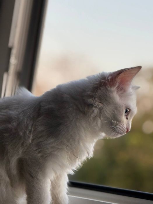 Котенок турецкая ангора