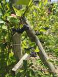 Aronia  de vânzare