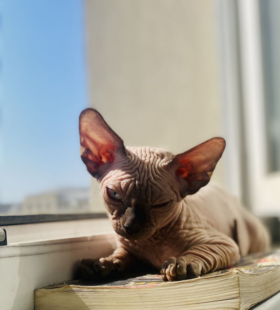 Pisicute sphynx superbe