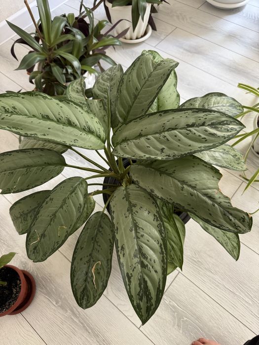 Продам домашний цветок аглаонему