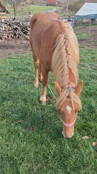 Vand mânz castrat de un an și 4 luni 7500 lei
