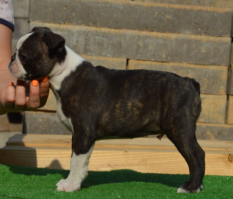 Boston Terrier mascul