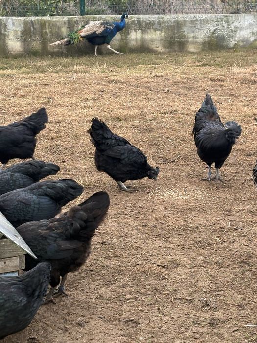 Cocosi Ayam Cemani din 2025