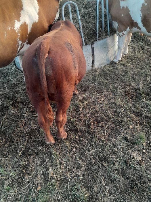 Vând 3 vaci și un tăurel angus