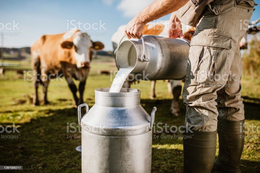 Продам молоко домашнее