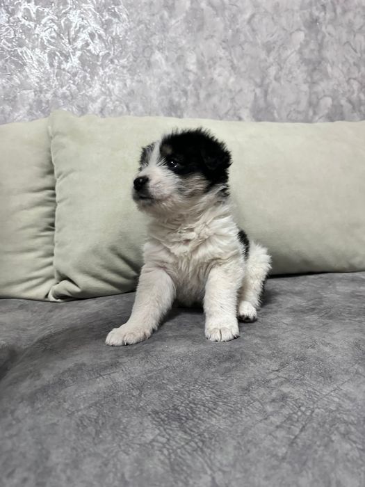 Мальчик медвежонок