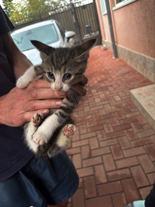Pui de pisică adopție-pisică