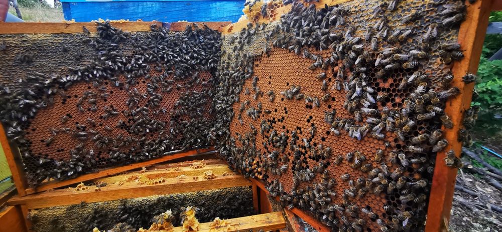 Пчелни отвотки 2023