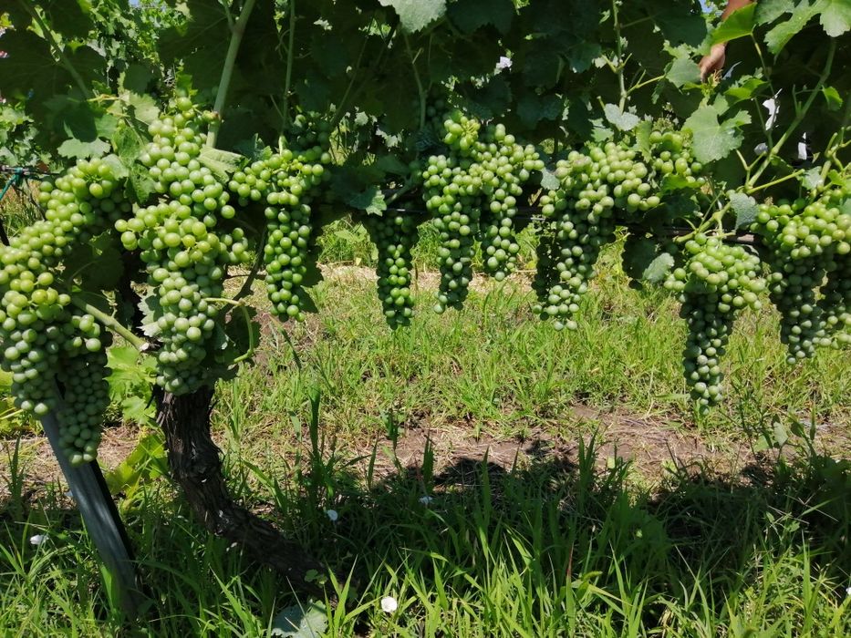 Butasi vita de vie direct de la producător