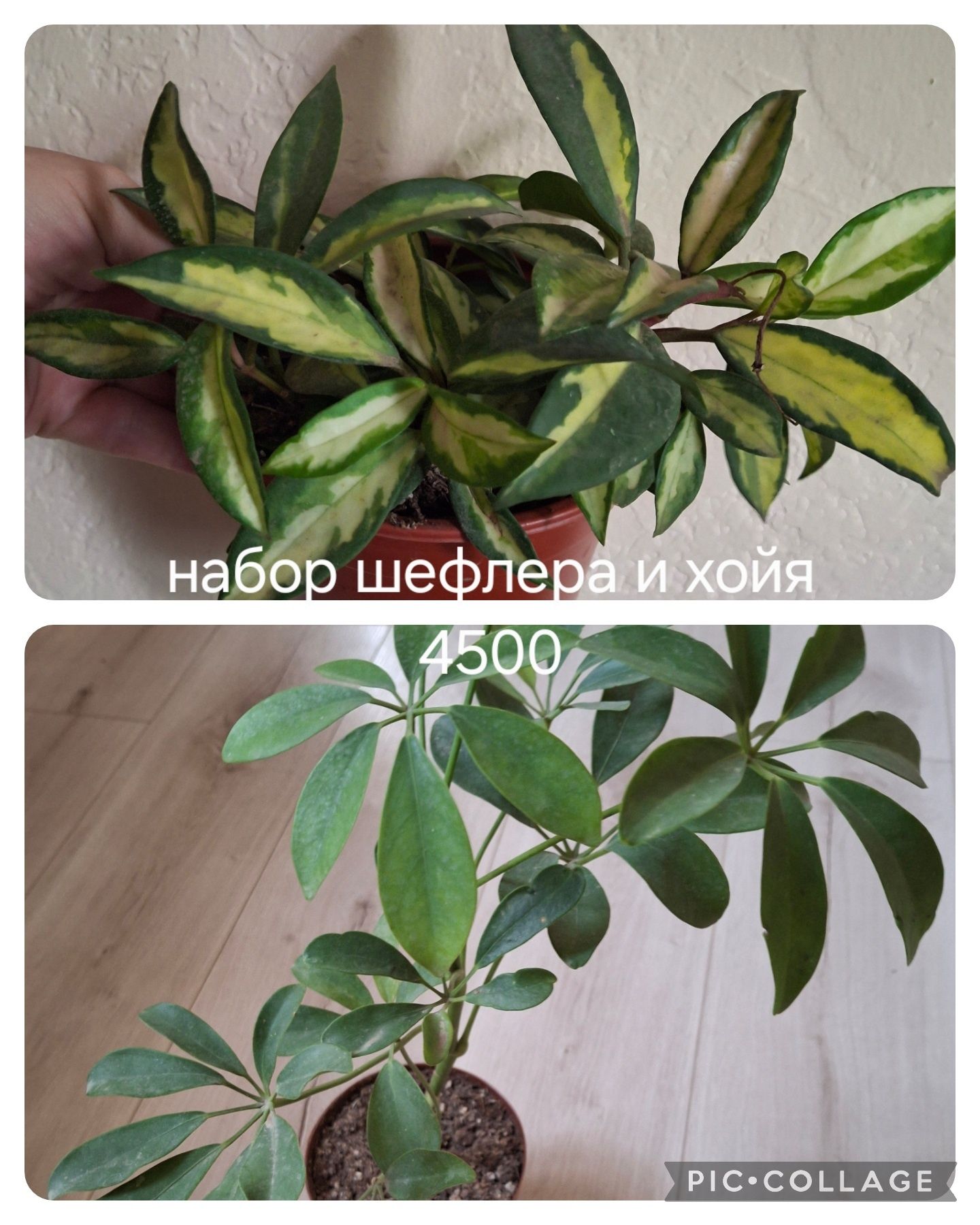 Комнатные растения набор из нескольких видов
