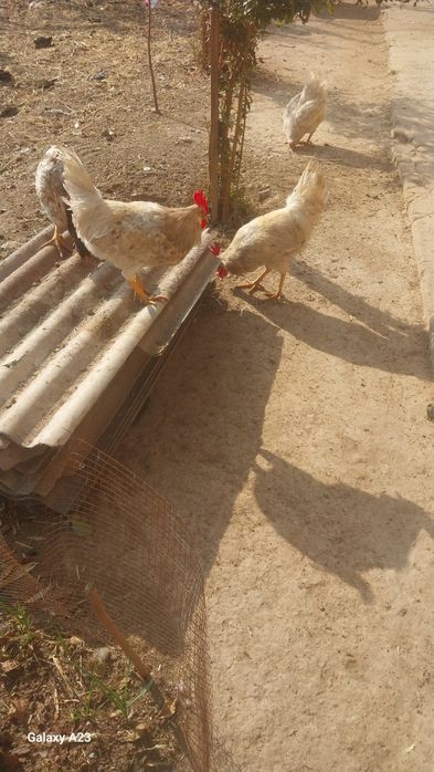 Xashaki xorozla sotiladi