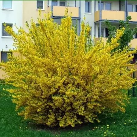 Forsythia la Ghiveci