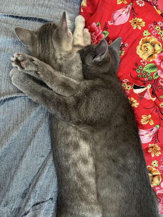 Отдам котят в добрые руки.