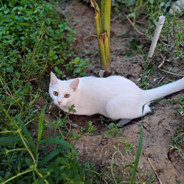 Катонок белоснежный девочка 9месеца,домашний...