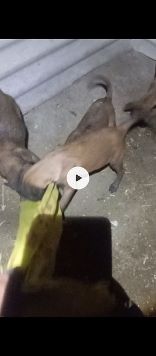 Малиня пирвазное