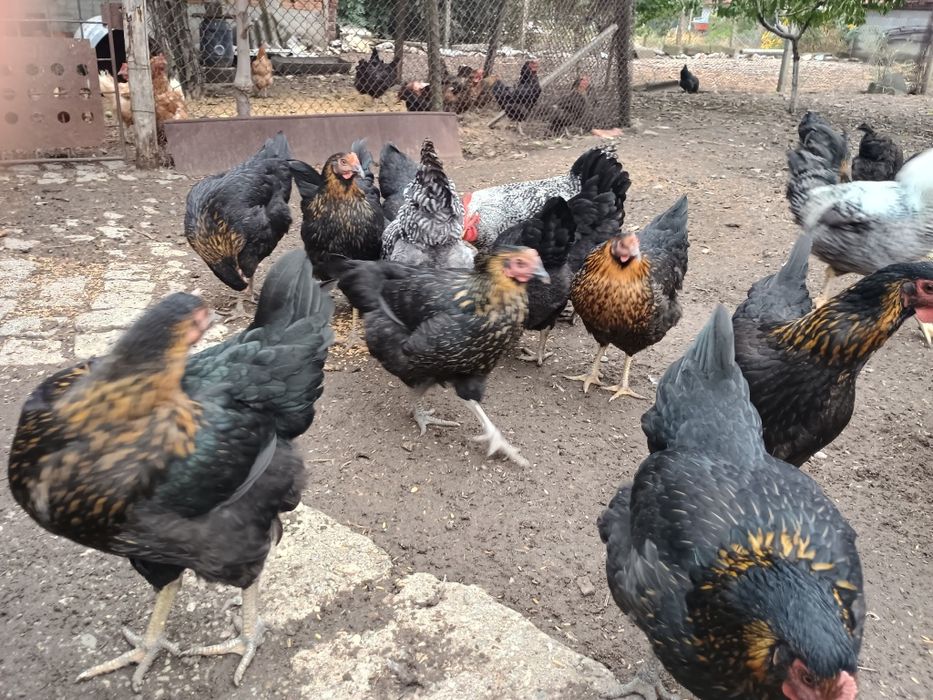 Продавам ярки Супер Харко