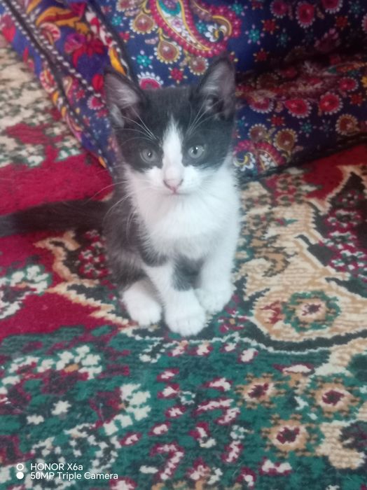 Hasiyaga beriladi