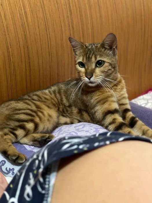 Потерлась кошка породы бенгал