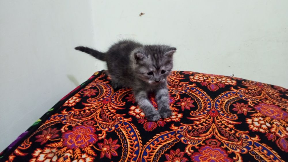 Продоётся котята