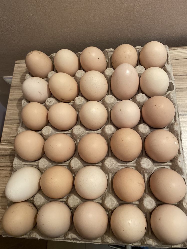 Домашни яйца