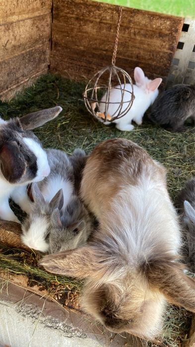 Vand iepurasi de rasa