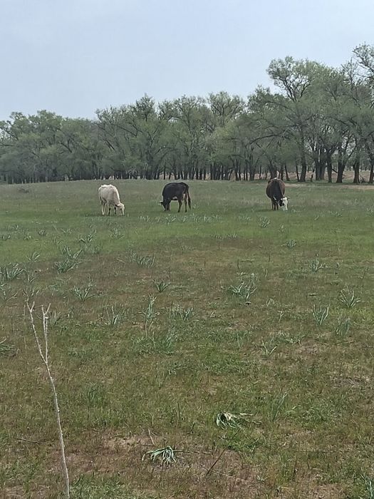 Вынужденый забой скота