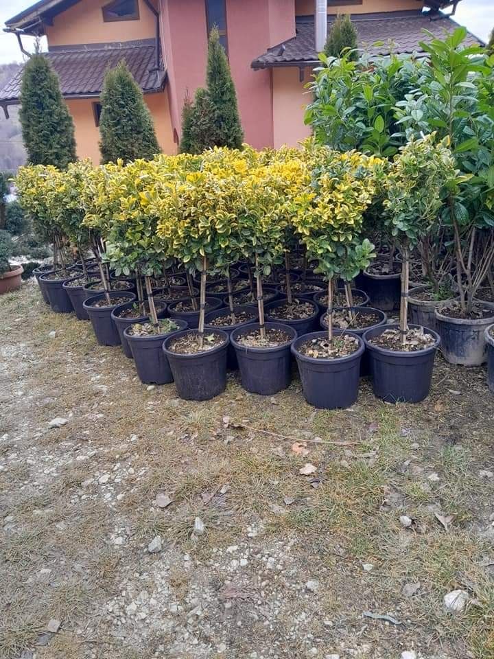 Plante ornamentale pentru gradina, magnolia ,tuia,ewudimus, photinia