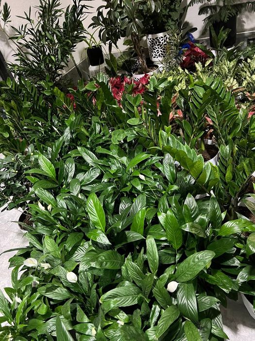 Цветы офисные для вашего интерьера