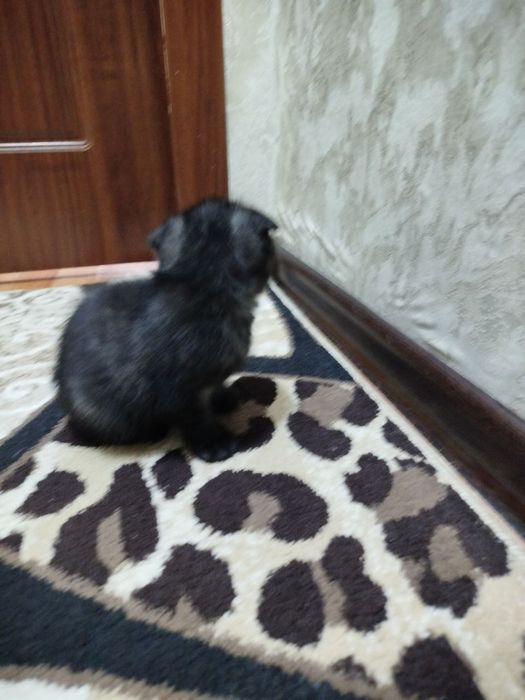 Продаю скоттиш фолд