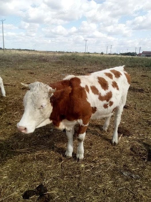 Cinci junici baltate