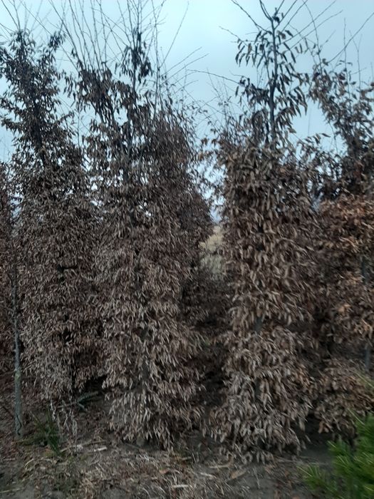 Tuia Leylandy,carpinus,magnoli,brazi,mesteacăn,platani